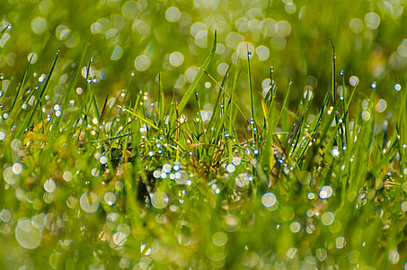 hierba, cubierta de hierba, los tallos, verde, Fondo, Fondo de pantalla, temporadas