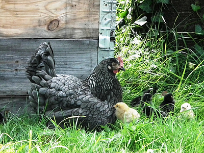 mother hen, chicks, chicken, chickens, meadow, poultry, bird