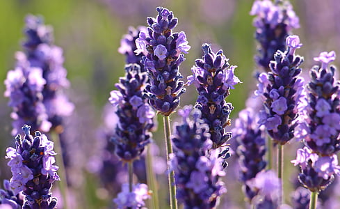 lavender, flower, purple, violet, flowers, flora, bloom