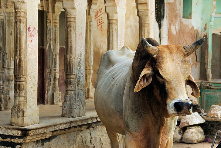 India, Rajastan, shekawati, mandawa, Posvätná krava, Guardian temple, krava