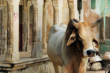 Indija, rajastan, shekawati, mandawa, Sveta krava, čuvar hrama, krava