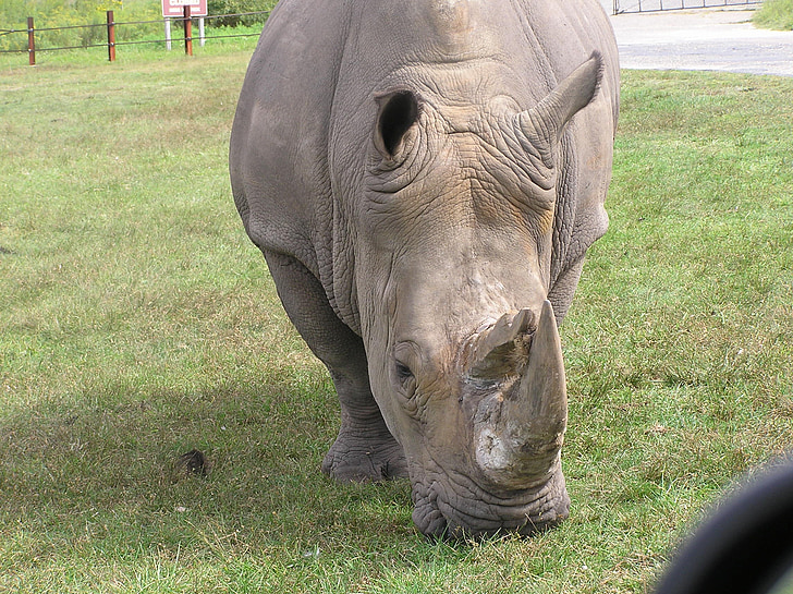 Rhino, animal, aún, cierre para arriba, Safari