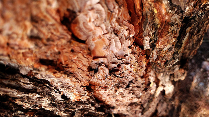 bark, tree, texture, wood, brown, rough