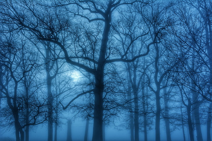 fog, trees, march, blue, haze, moody, ethereal