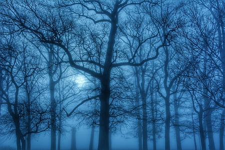 mlha, stromy, březen, modrá, opar, náladový, Ethereal