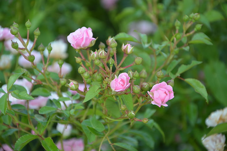 rose bud, rosebush, pink, nature, garden, bush, small flowers