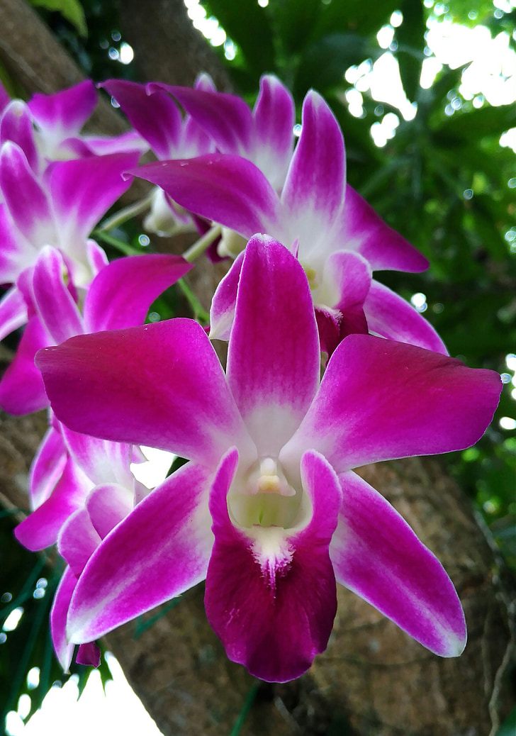orquídia, flor, porpra, mes d'orquídies, natura, flors, planta