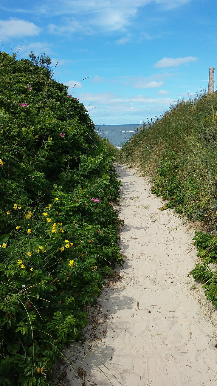 wangerooge, dunes, loneliness, sea buckthorn, beach, away