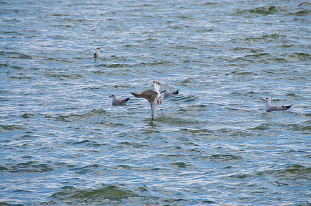Seagull, fletán del Atlántico, platija, Rodaballo, mar, pájaro cogiendo un pez, el mar Báltico