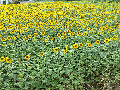 bunga, bunga matahari, bidang, kuning, alam, bunga, pertanian