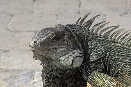 Iguana, natur, dyr, Reptile, grønn, øgle, fauna