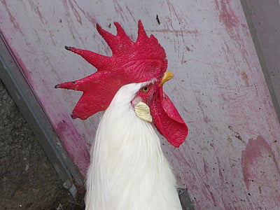 gallo, pollo, uccello, azienda agricola, animale, natura, animali