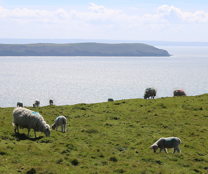 sheep, lamb, sea, seaside, field, farm, agriculture