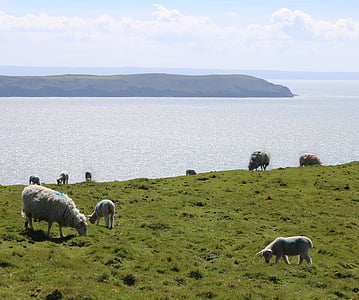 fåren, lamm, havet, Seaside, fältet, gård, jordbruk