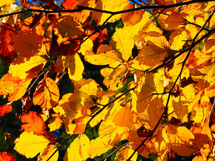 listy, padajícího listí, zlatý, barevný podzim, barevné, bukového listí, podzim