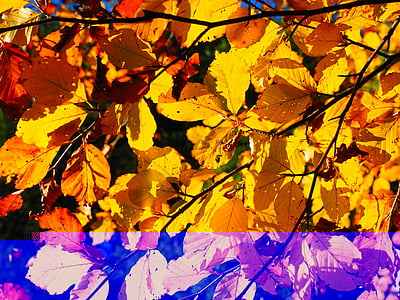 feuilles, feuillage d’automne, Or, couleur d’automne, coloré, feuilles de hêtre, automne