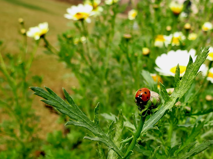 natura, gradina, insectă, Ladybug, strat de flori, flori de margarete