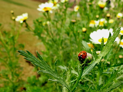 nature, garden, insect, ladybug, flowerbed, daisy flowers