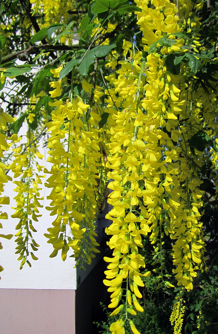 laburnum, tree, golden, yellow, golden chain, anagyroides, flowers