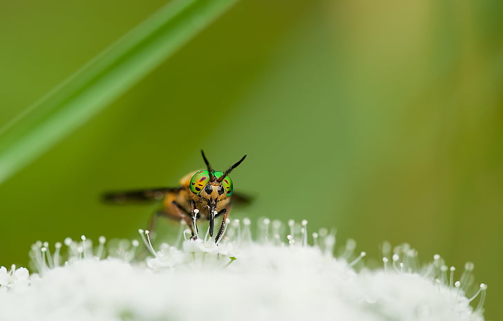 méh, Chrysops Relictus, közeli kép:, Szarvas fly, rovar, makró, természet