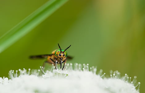 μέλισσα, Chrysops Relictus, γκρο πλαν, μύγα του ελαφιού, έντομο, μακροεντολή, φύση