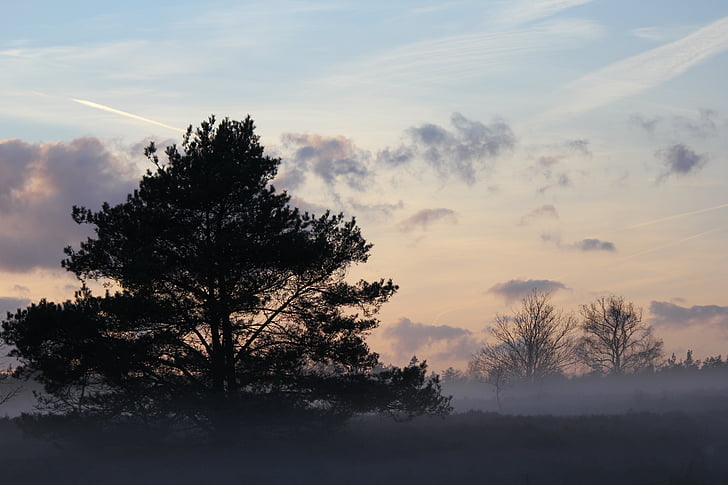 hiver, Heide, Forest, Sapin, Veluwe, paysage, nature