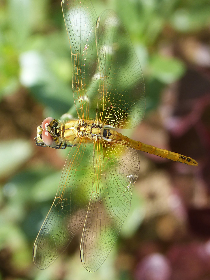 Dragonfly, gul dragonfly, Cordulegaster boltonii, gren, stængel