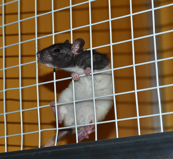 rat, cage, laboratory, pet, rodent, color rat, mammal