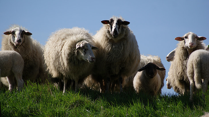 πρόβατα, κοπάδι, ζωικό κεφάλαιο, αγρόκτημα, ζώο, Γεωργία, αρνί
