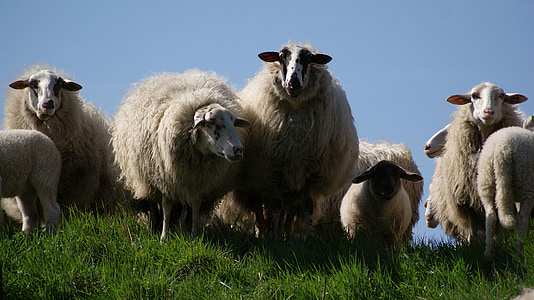 schapen, kudde, vee, boerderij, dier, landbouw, lam