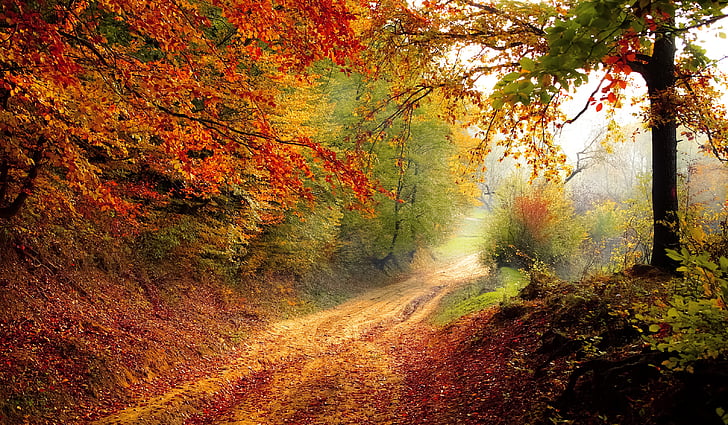 road, forest, season, autumn, fall, landscape, nature