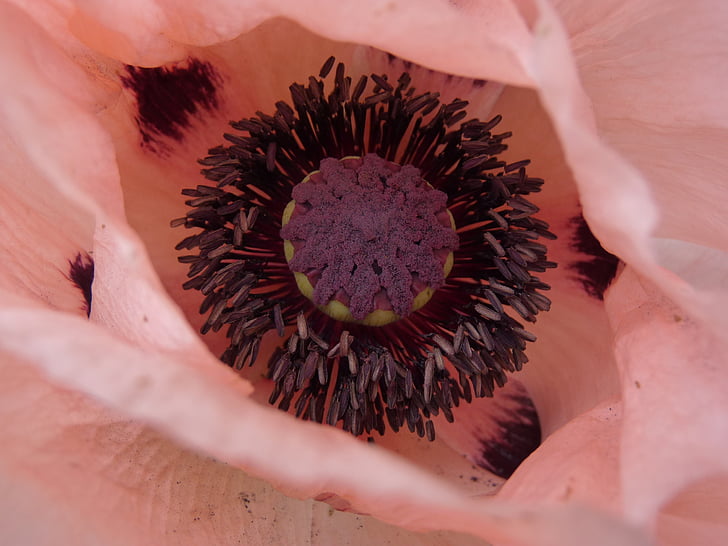 poppy, blossom, bloom, pink, nature, close-up, plant