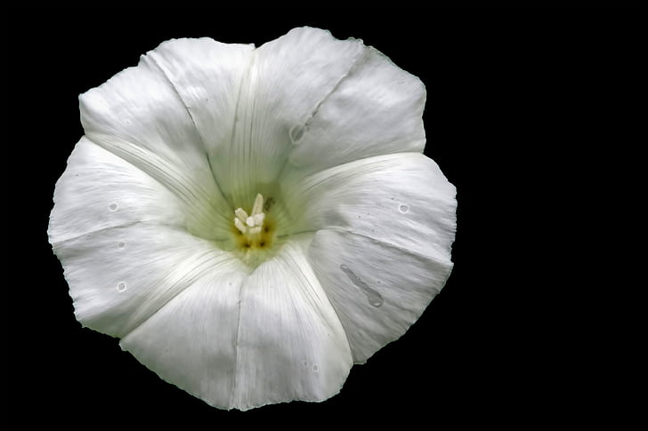květ, Bloom, bílá, Bílý květ, špičaté květina, Wild flower, svlačec