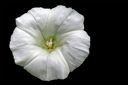 цвітіння, цвітіння, білий, Біле цвітіння, загострених квітка, Дика квітка, Березка