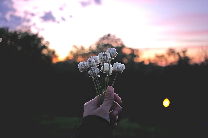 person, holding, white, petaled, flowers, hand, flower