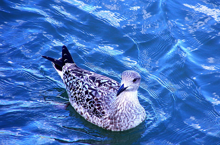 鳥, 水, 自然, 野生動物, 湖, ブルー, 川