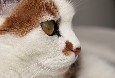 котка, животните, бяло, забелязан, домашна котка, котешки очи, домашен любимец