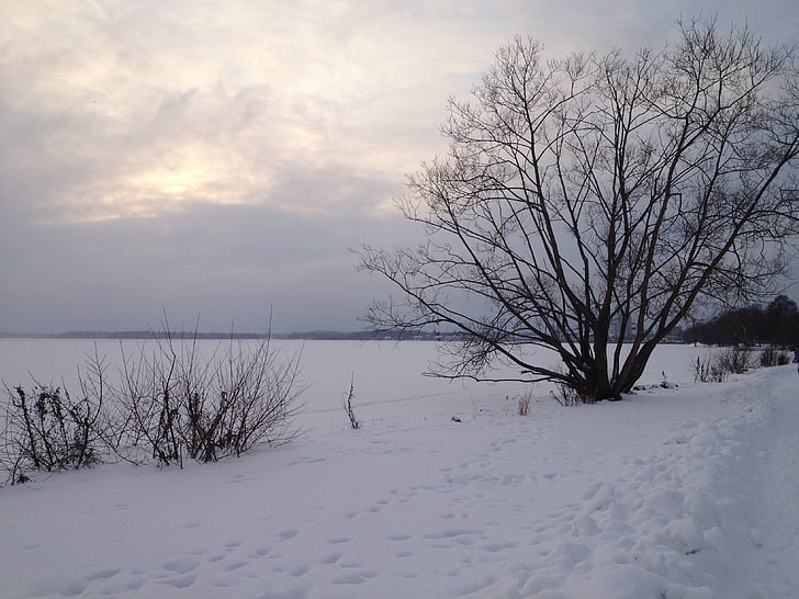 daba, ziemas, Zviedrija, sniega, koks, aukstā - temperatūra, salna