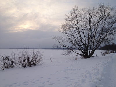 természet, téli, Svédország, hó, fa, hideg - hőmérséklet, fagy