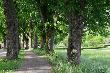 Parcul, Lindenallee, copaci, Avenue, promenada, copac, trunchi de copac