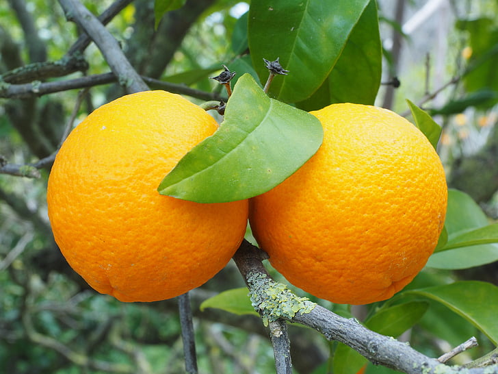 Orange, frukt, Orange tree, träd, Periwinkle, Citrus, diamant grön