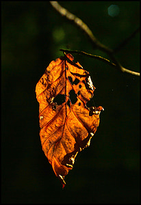 podzim, listy, Les, barevný podzim, makro, zlatý podzim, padajícího listí