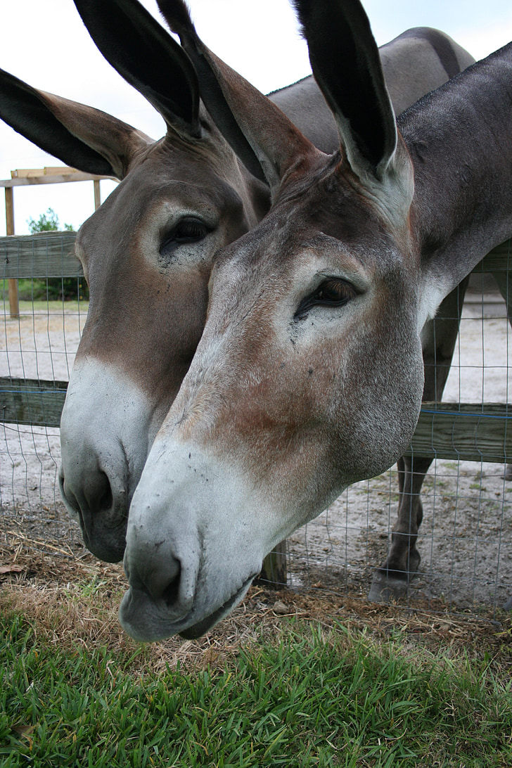 donkeys, burros, side, by, investigating, curious, huge