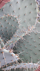 picada, cactus, registre públic, macro, botànic, espina, natura