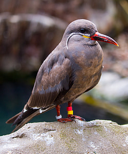 Inca tern, Inca, tern, larosterna, fugl, Antarktis, ornitologi