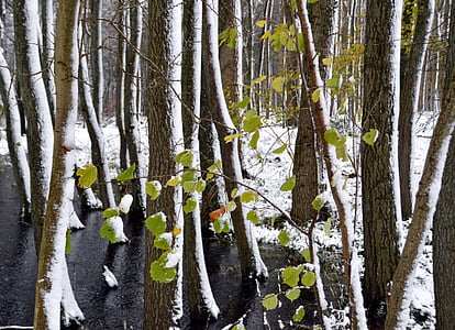 bos, bomen, sneeuw, Bladeren, boomstammen, natuur, winter