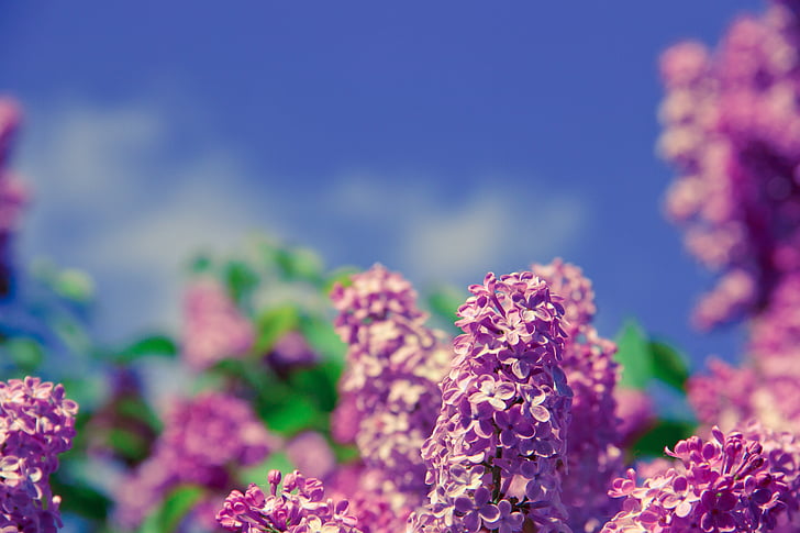 flor, aroma, olor, naturaleza, primavera, salud, fresco