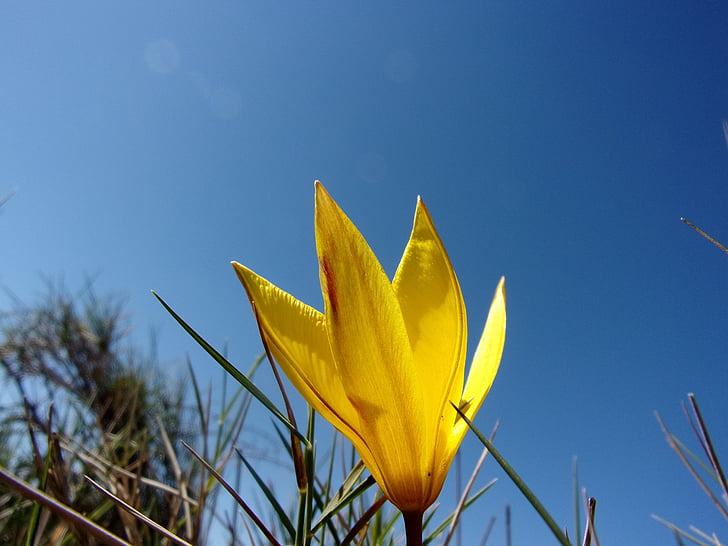 flower, tulip, wild, sky, spring, yellow, nature