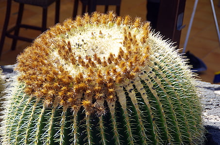 lanzarote, cactus, quills, flower buds, stepmother cushion, mamillaria, drought