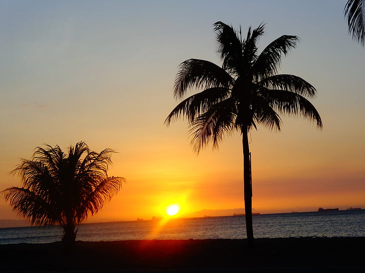 Закат, Солнце, Дерево пальмы, пляж